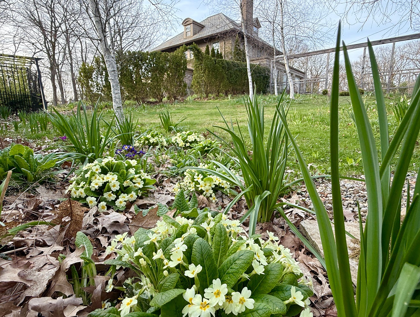 Primula vulgaris in the damp bottom of the Birch Walk