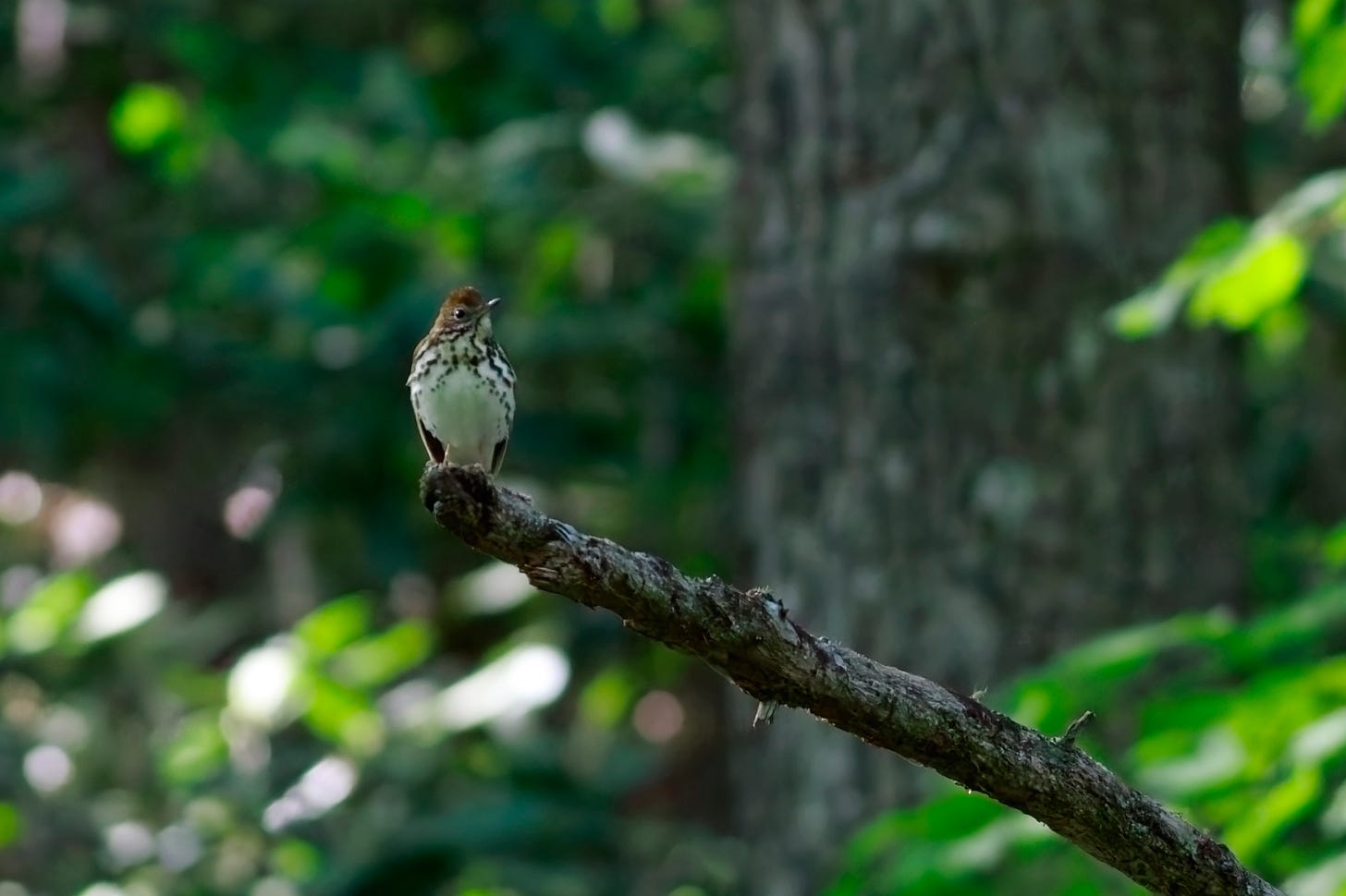 Resting on leafless branch that stretches from the bottom right corner towards just below and left of the center of the frame, a wood thrush, body facing the camera and head turned slightly to the right side, showing only one shining dark eye. The wood thrush has a white belly, breast, and throat, with dark brown markings forming broken lines that form stripes down the throat and flare outward to the left and right tracing the curved shape of the wood thrush's body. The wood thrush has a russey brown head with a crown slightly more rufous than the face, and a dark, slender, short pointed bill. The wings are folded over the bird's back, with only the lower edges visible though dark and in shadow. The background is soft focus bright green and dark blue-green leaves and the gray, textured bark of a large tree with some blue-green lichen on its trunk. Resting on leafless branch that stretches from the bottom right corner towards just below and left of the center of the frame, a wood thrush, body facing the camera and head turned slightly to the right side, showing only one shining dark eye. The wood thrush has a white belly, breast, and throat, with dark brown markings forming broken lines that form stripes down the throat and flare outward to the left and right tracing the curved shape of the wood thrush's body. The wood thrush has a russey brown head with a crown slightly more rufous than the face, and a dark, slender, short pointed bill. The wings are folded over the bird's back, with only the lower edges visible though dark and in shadow. The background is soft focus bright green and dark blue-green leaves and the gray, textured bark of a large tree with some blue-green lichen on its trunk.
