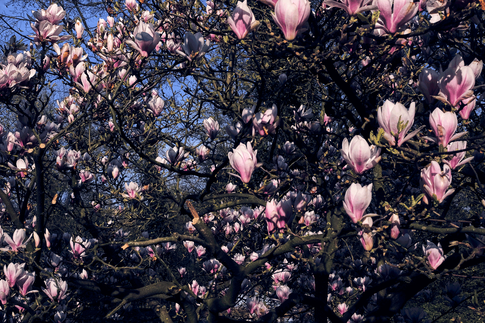 The Magnolia files