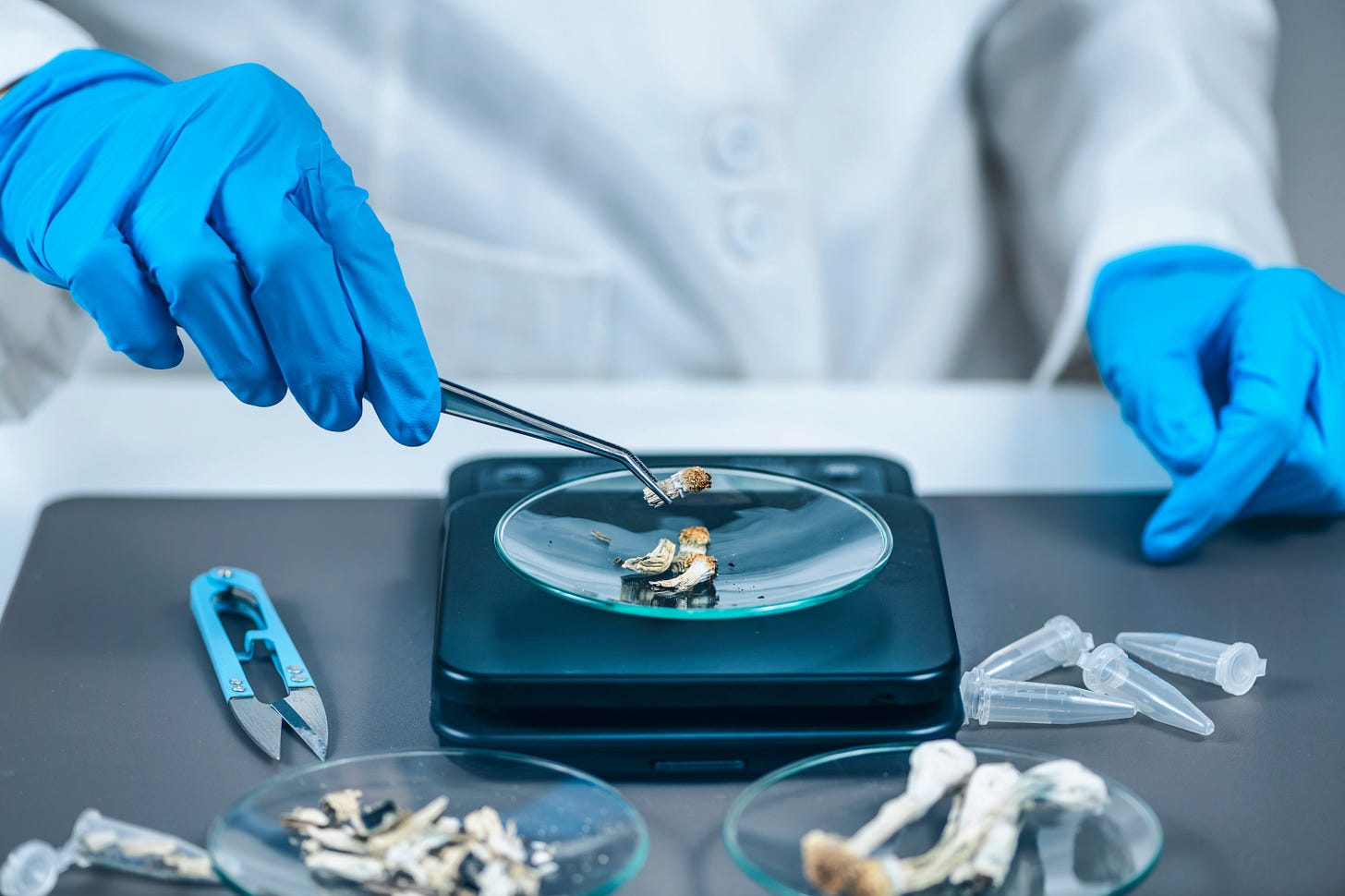 A Strategy for Rescheduling Psilocybin - Scientific American