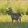 Reindeer Games's avatar