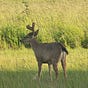 Reindeer Games's avatar