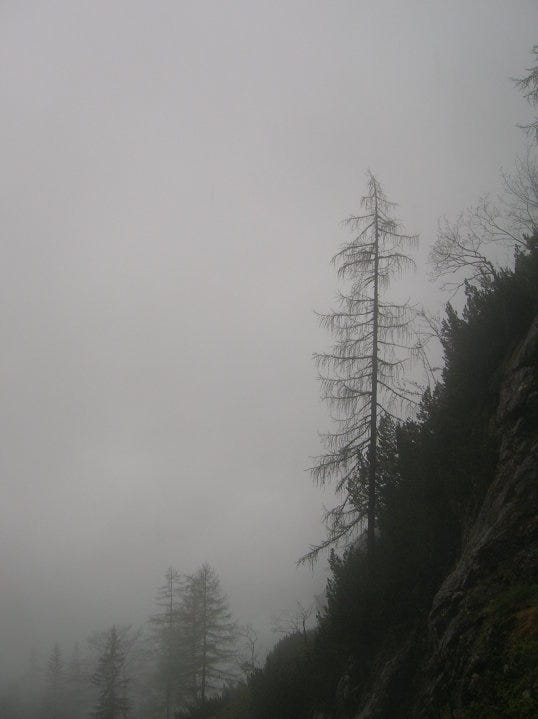 A tree on a hill

AI-generated content may be incorrect.