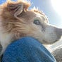 Dog's avatar