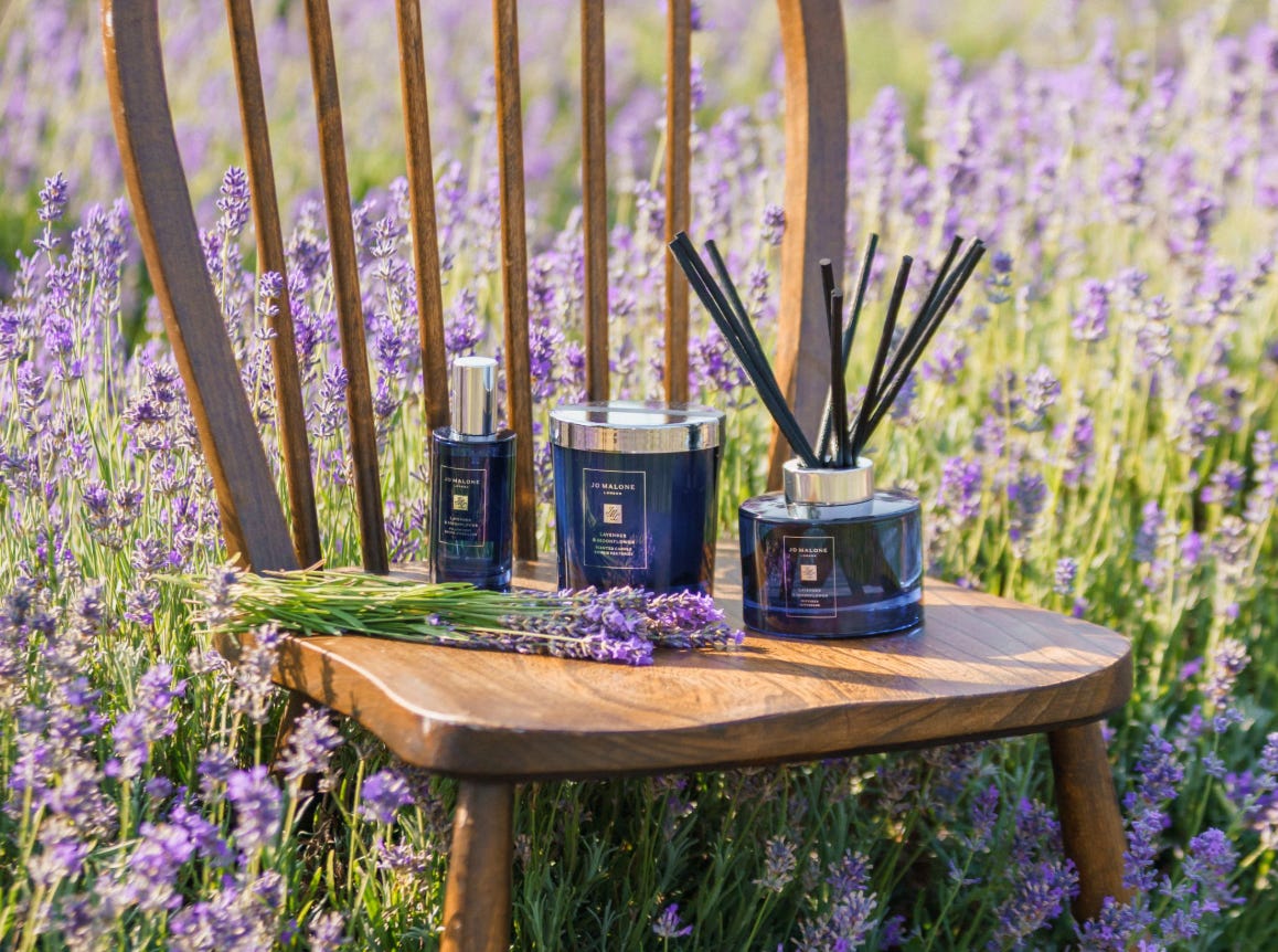 Everything you need to know about lavender
