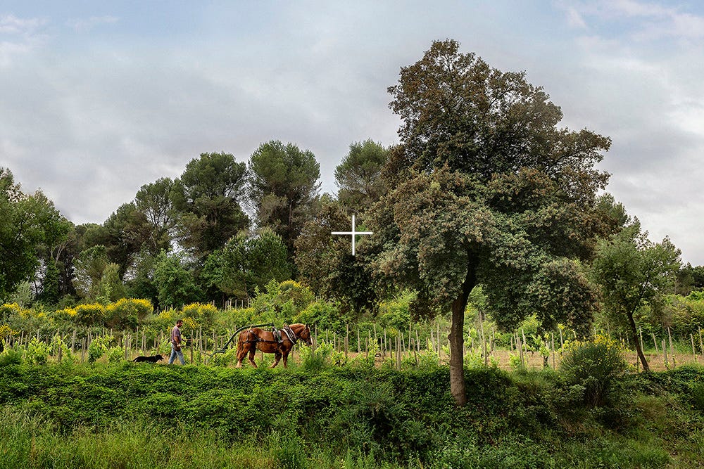 RAVENTÓS I BLANC - Winegrowers since 1497