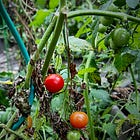 Untangle and Reduce. A Lesson from the garden