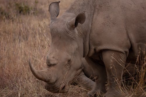 Free Black Rhino on Savannah in Kenya Stock Photo
