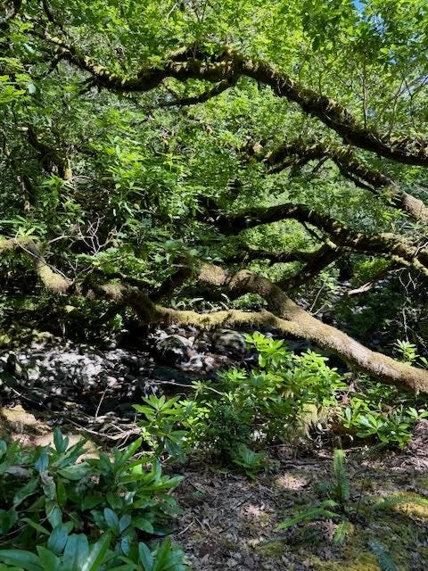 Top photos: A rare grove of yew trees Bottom: Older trees are found in protected public spaces. A shaded trail next to our lodging had a few older native trees but an invasive rhodendron species is rapidly replacing the native plants.