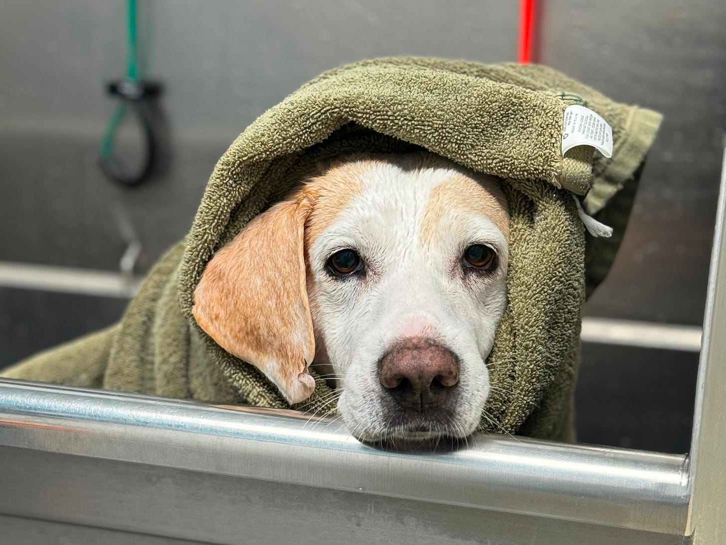 Fran at the groomer in the bath with a towel wrapped around her head.