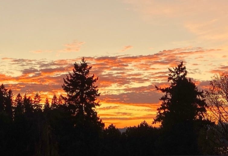 A group of trees with a sunset in the background

AI-generated content may be incorrect.