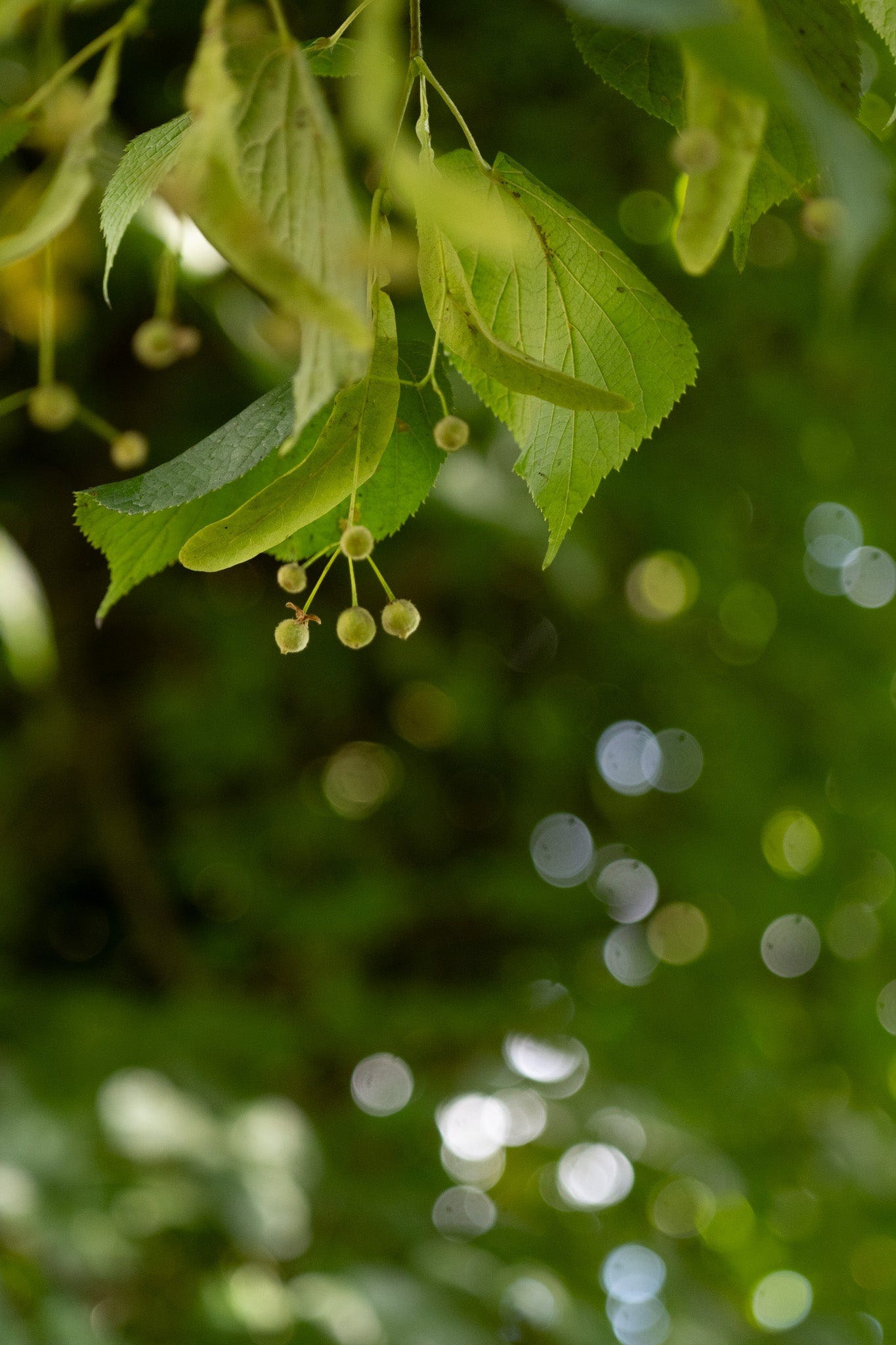 lime tree seeds photo by Hannah Nunn
