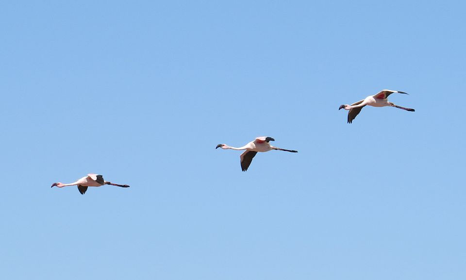 File:Flamingo flying.jpg