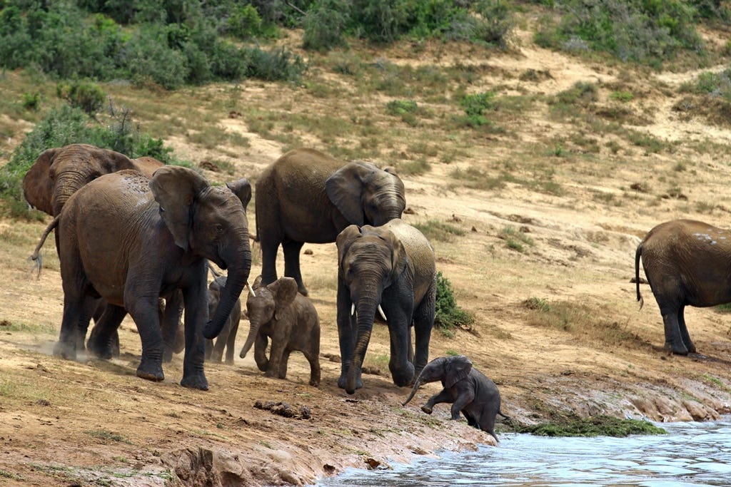 Elephants panic Elephants panic