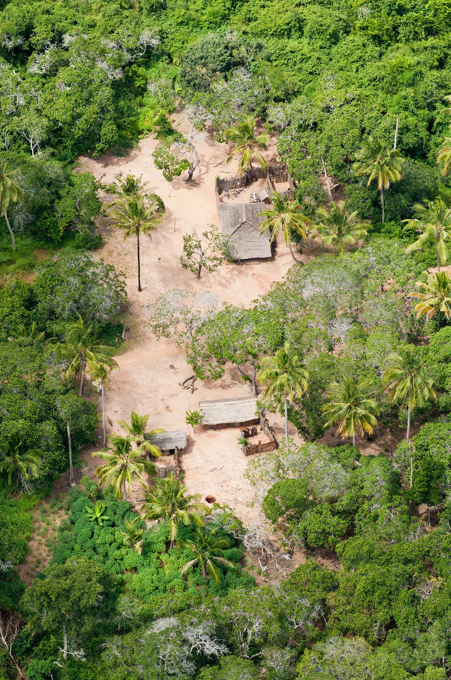 For 100 years the kihamba forest gardens have maintained incredible biodiversity and supported the Chaggas growing...