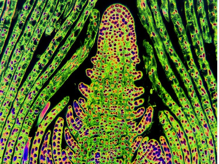 Plant Growth | Biology for Majors II