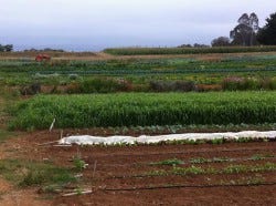 Agroecology practices are one of the most effective ways to reduce climate change. Photo: Andrea Nguyen Agroecology practices are one of the most effective ways to reduce climate change. Photo: Andrea Nguyen