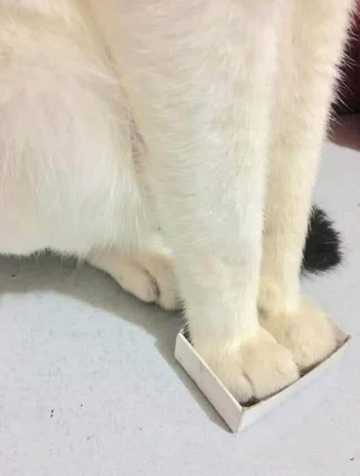 May be an image of cat