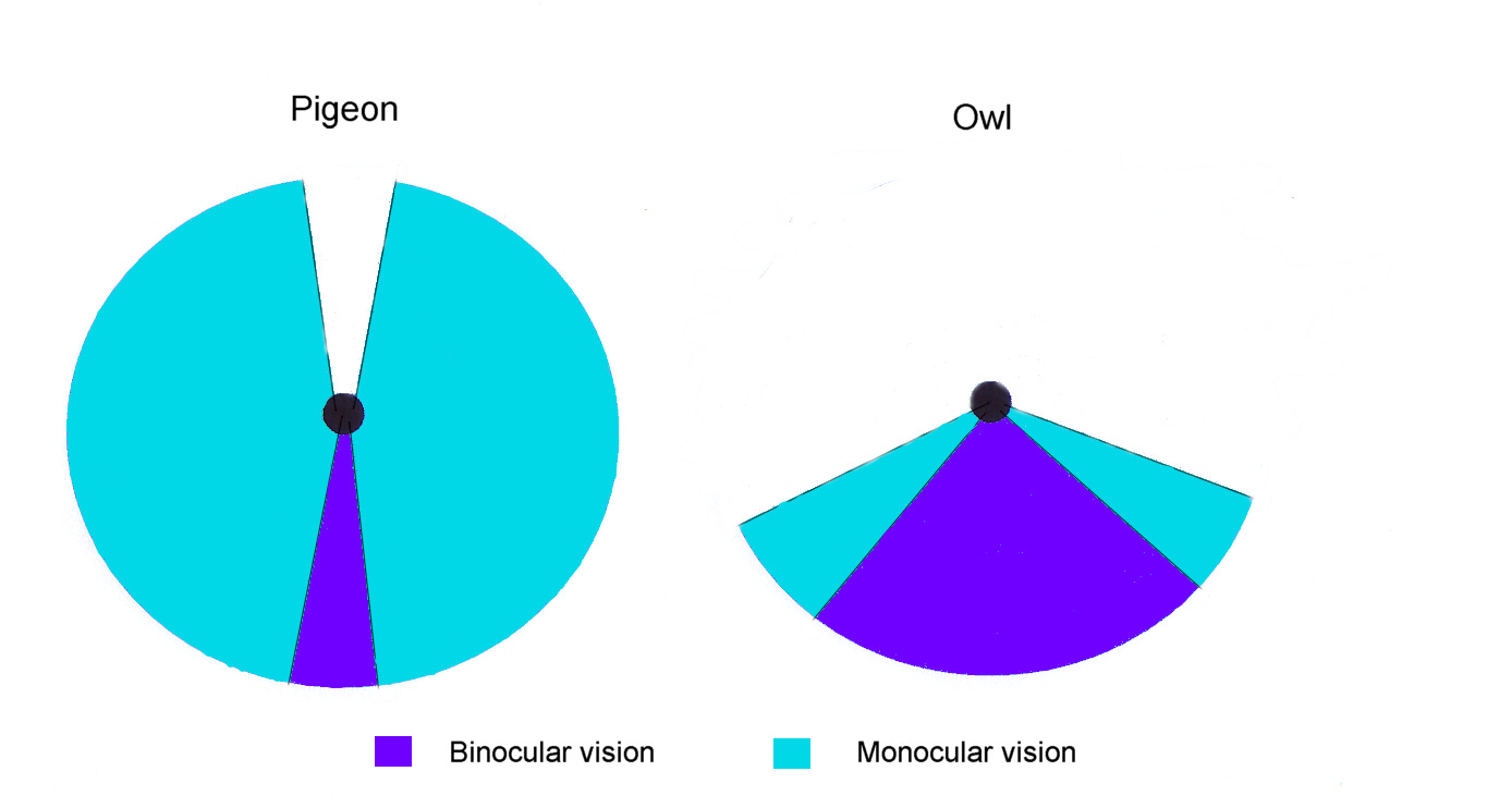 A graphic showing a pigeon's field of view being nearly 360 degrees and an owl's being less than 180 A graphic showing a pigeon's field of view being nearly 360 degrees and an owl's being less than 180