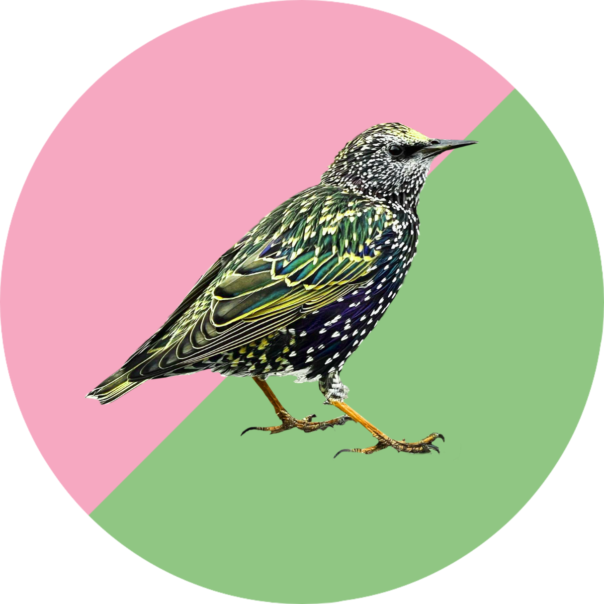 Radical Queer Ecology