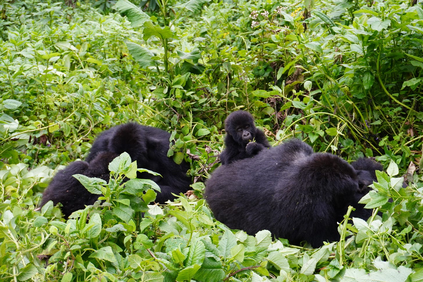 baby gorilla laying on mum in volcanoes national park