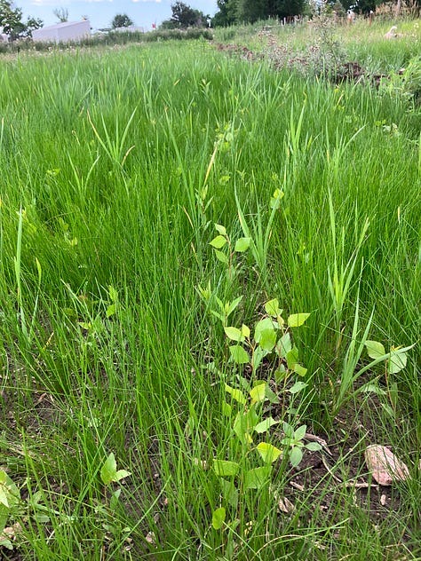 A new ecosystem is born amongst rows of cultivated crops. 