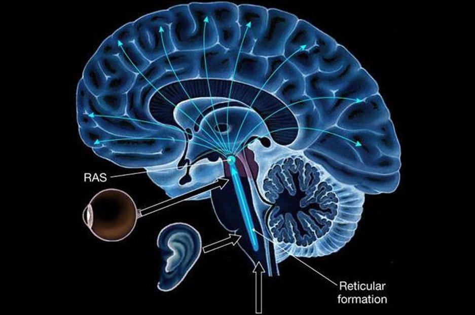 Diagram of the brain with the reticular activating system (RAS) labeled, taking in signals from the eyes, ears and body.
