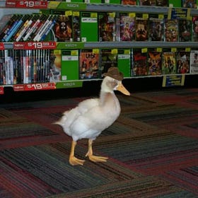 Five Little Ducklings is NOT a nursery rhyme -- what REALLY lies over the hill and far away