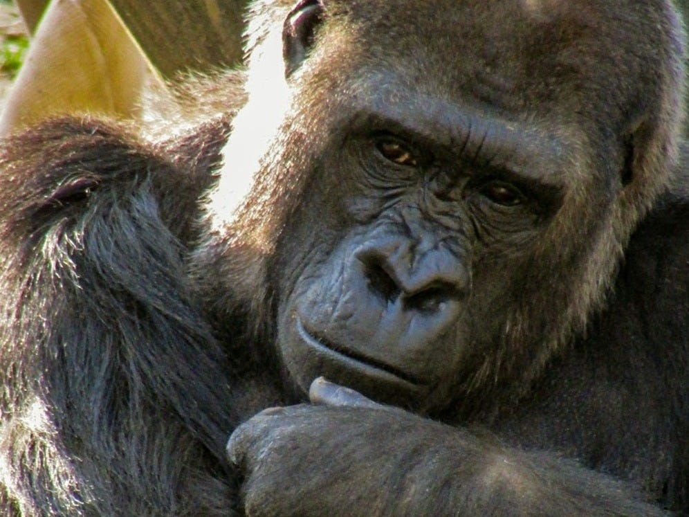 black gorilla beside wood