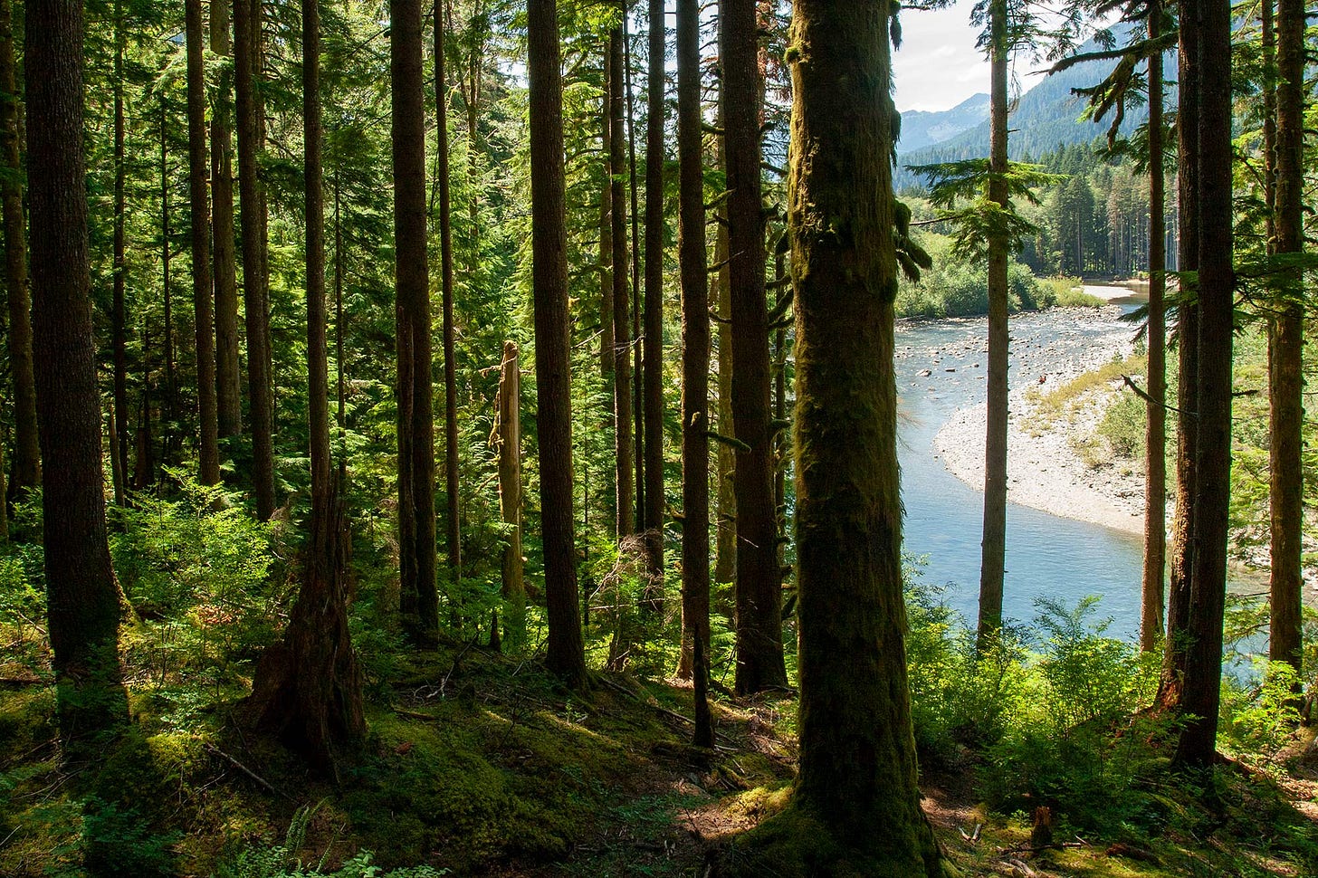 a view down to the sun-flooded Middle Fork Snoqualmie River from the Pratt Lake Connector Trail through a young forest with sunlit branches