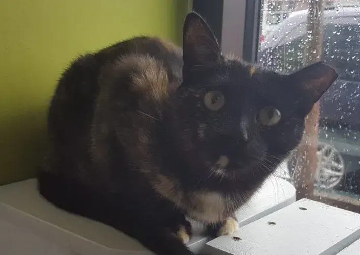Black tortie cat looking up at the camera and a black cat with a white belly sitting on a beige rug