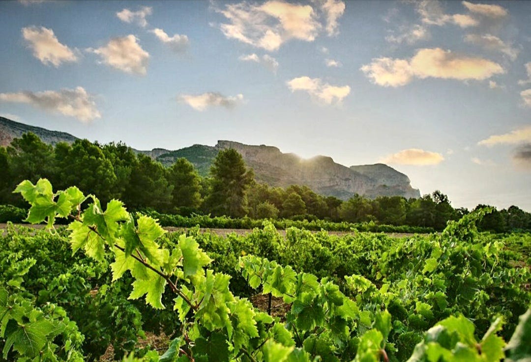 Fondillón: a brief history | The Wolf Post Wine Magazine