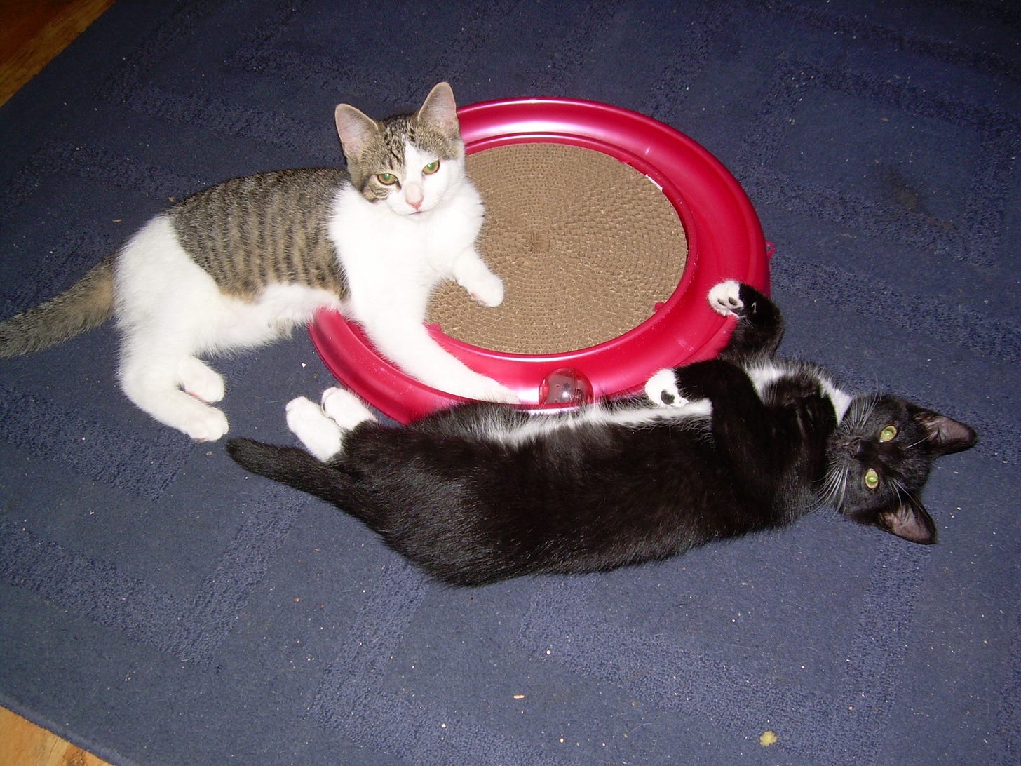 Jenny and Boots, my kittens