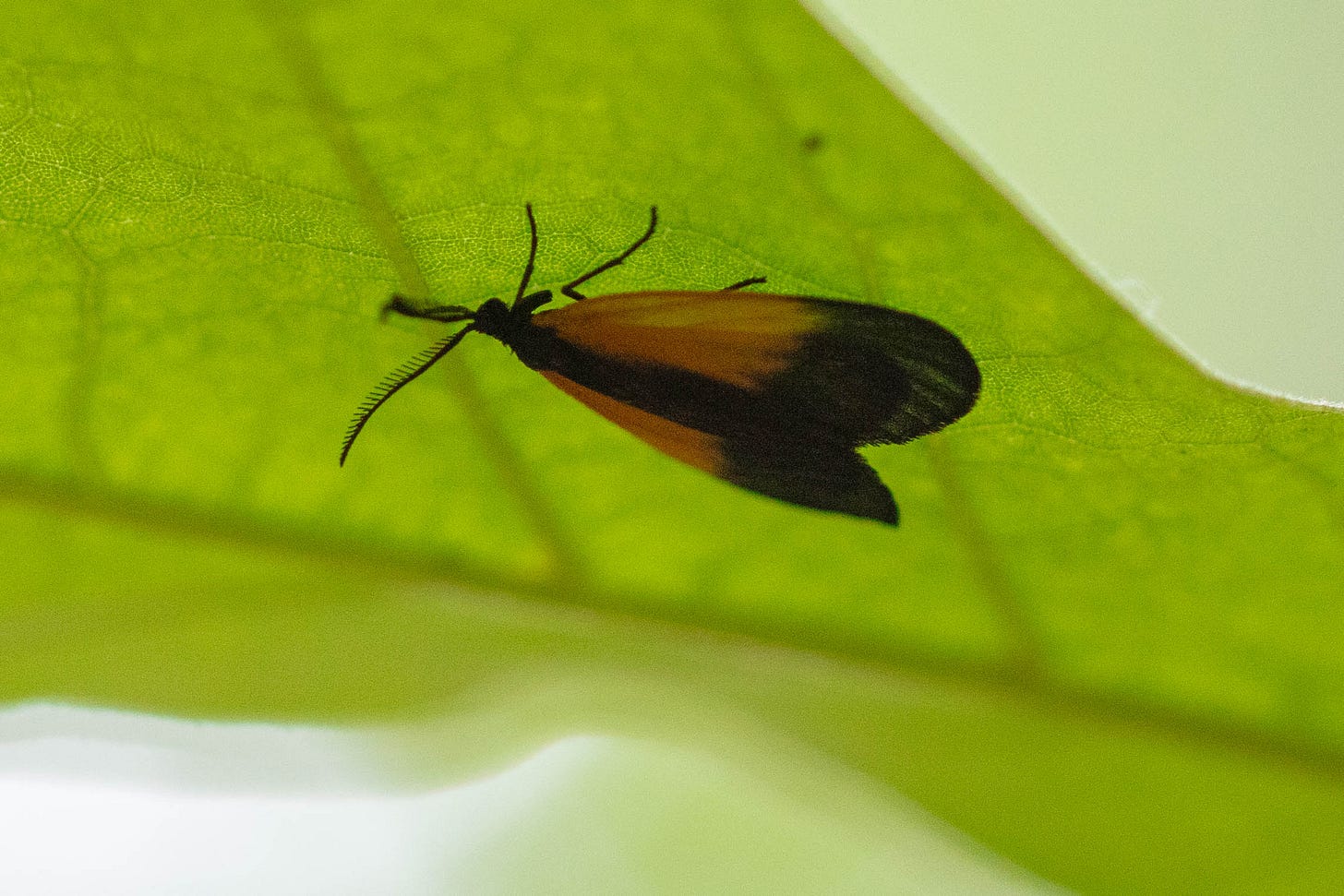 A green oak leaf stretches across the frame, viewed from underneath. Attached to the leaf's underside is a small black-winged moth with feathery antennae and orange patches on both wings.
