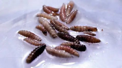 Flesh-eating screwworm arrives in US with first case in Texas