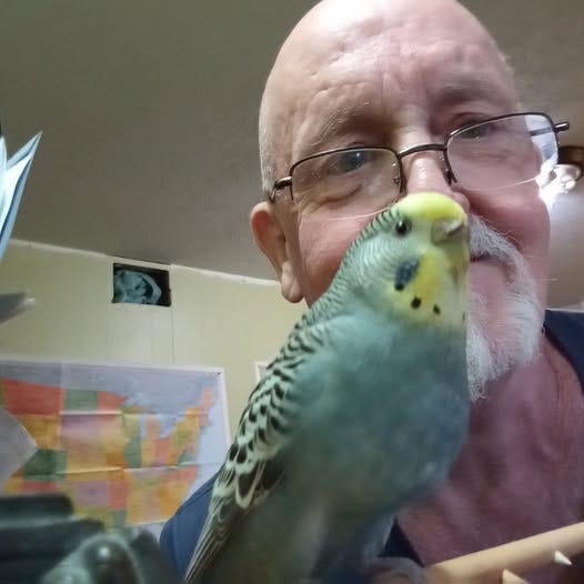 May be an image of lovebird and parrot