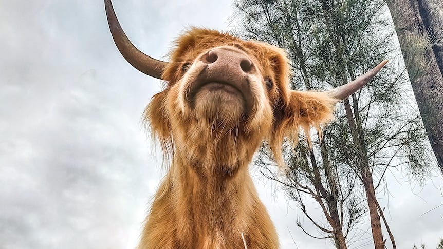 Highland cattle scams rise as the 'cute and fluffy' animals become social  media stars - ABC News