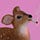 Astrology Animals