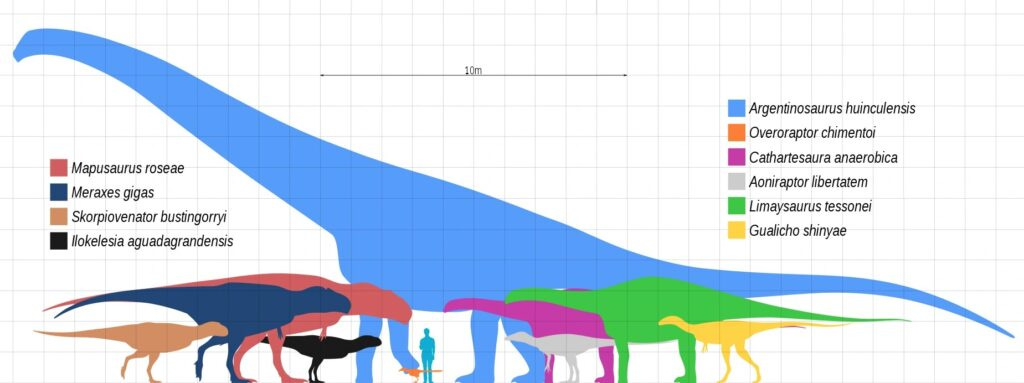 Size comparison chart of Patagonian dinosaur species including Argentinosaurus huinculensis, with silhouettes of multiple dinosaurs and a human for scale.
