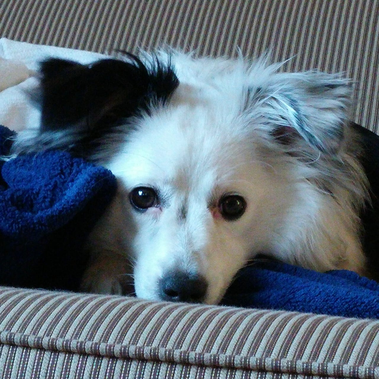 James’s Maple Meidas Substack 