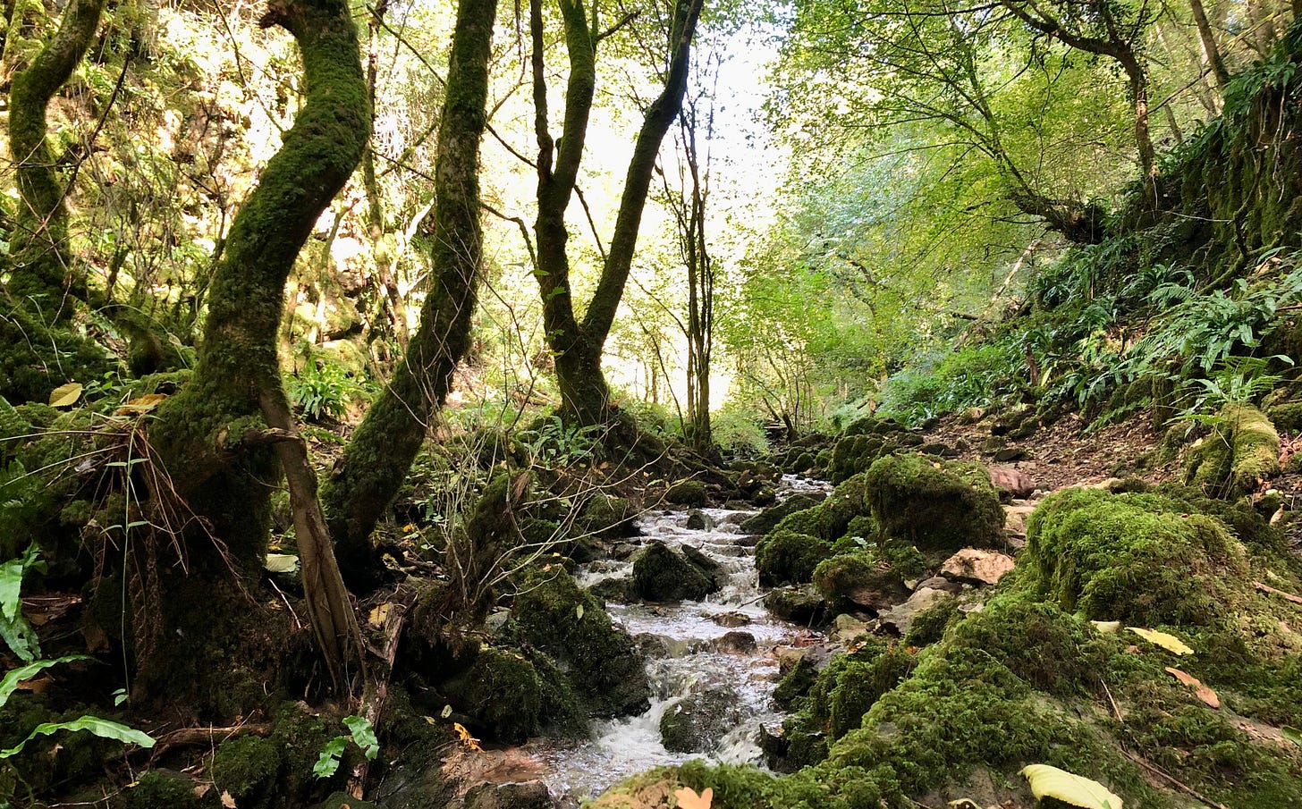 A woodland scene with a stream running between moss-covered trees and rocks. A woodland scene with a stream running between moss-covered trees and rocks.