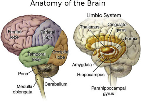 Limbic System - an overview | ScienceDirect Topics
