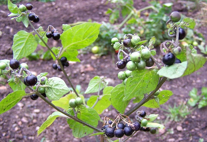 Solanum nigrum flowers leaves