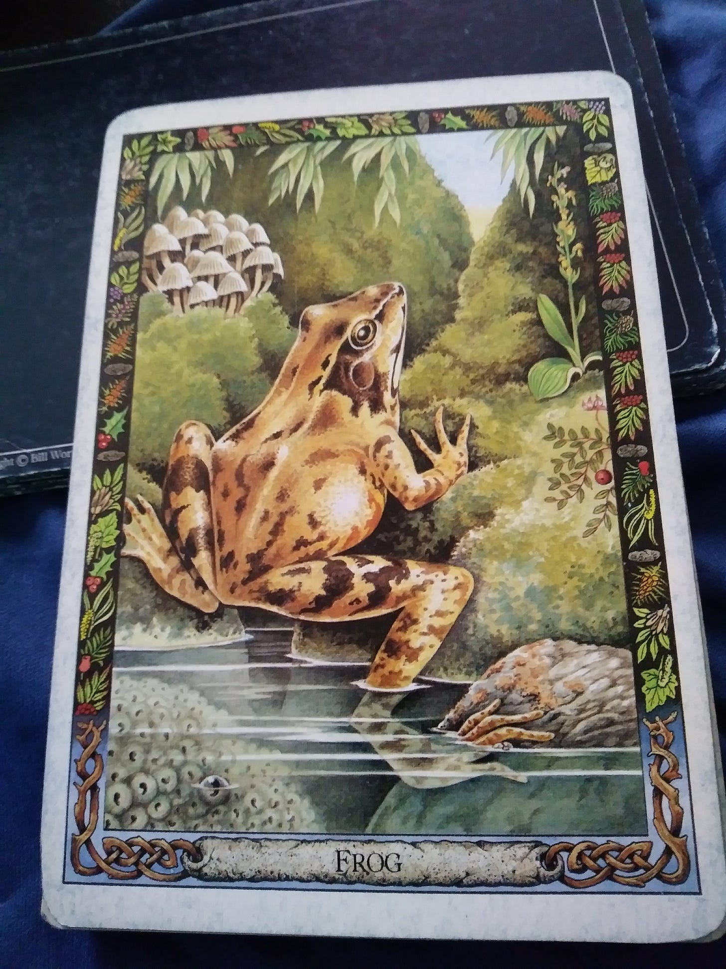 A Message from the Universe - Frog A Message from the Universe - Frog