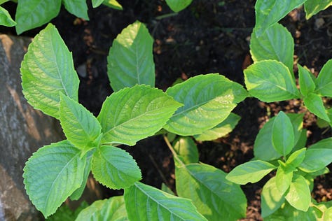 various basil plant varieties