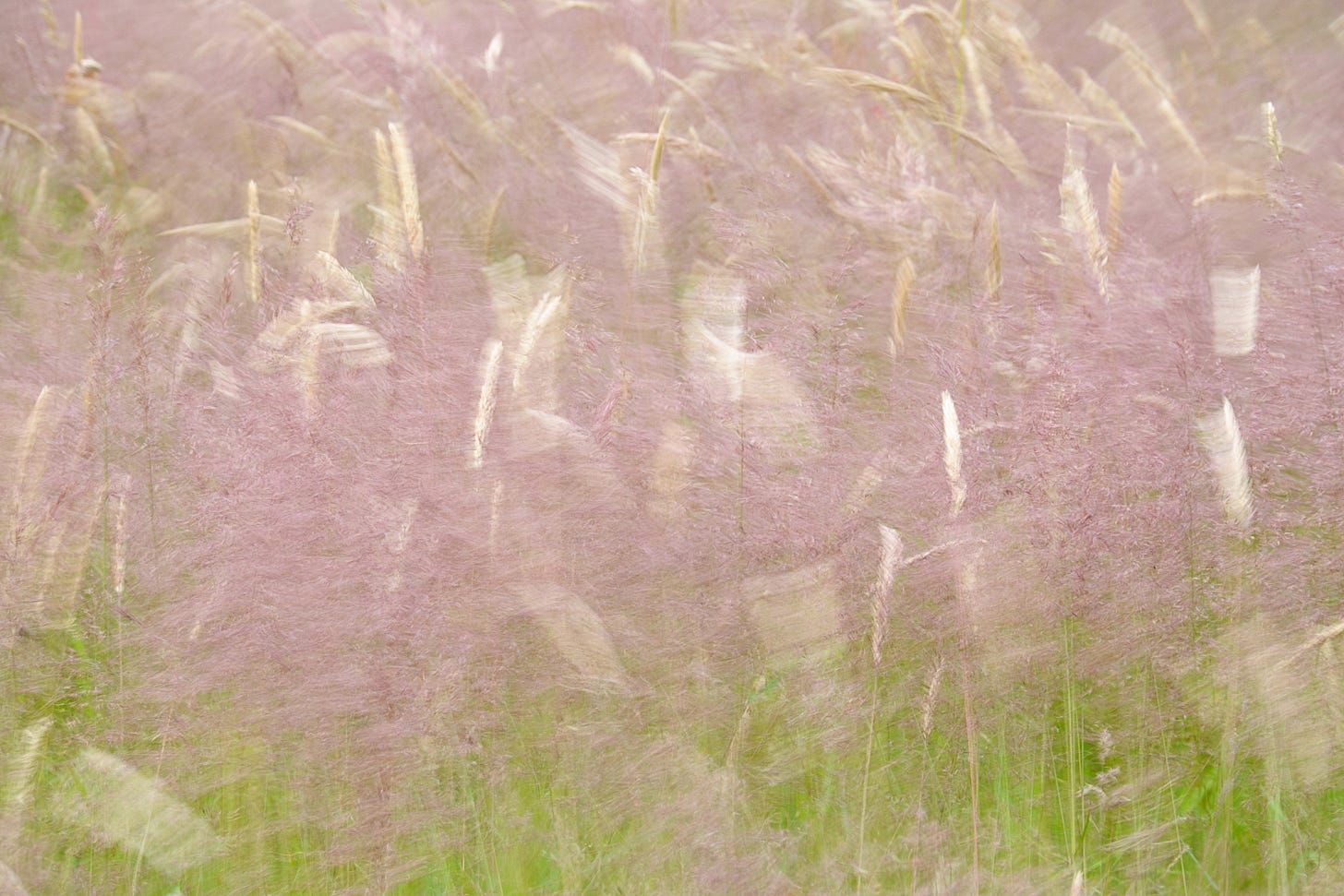 A longer exposure of a field of pink and gold flowering grasses renders their movement in the breeze in an impressionistic manner 