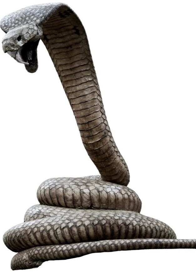 Snake