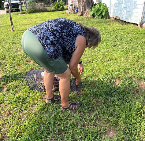 Three photos showing Cheryl helping with the catch, fix, and release program for stray cats in Smithville, including setting a humane trap in the grass, releasing a cat back into the neighborhood, and transporting trapped cats in crates in the back of her SUV.