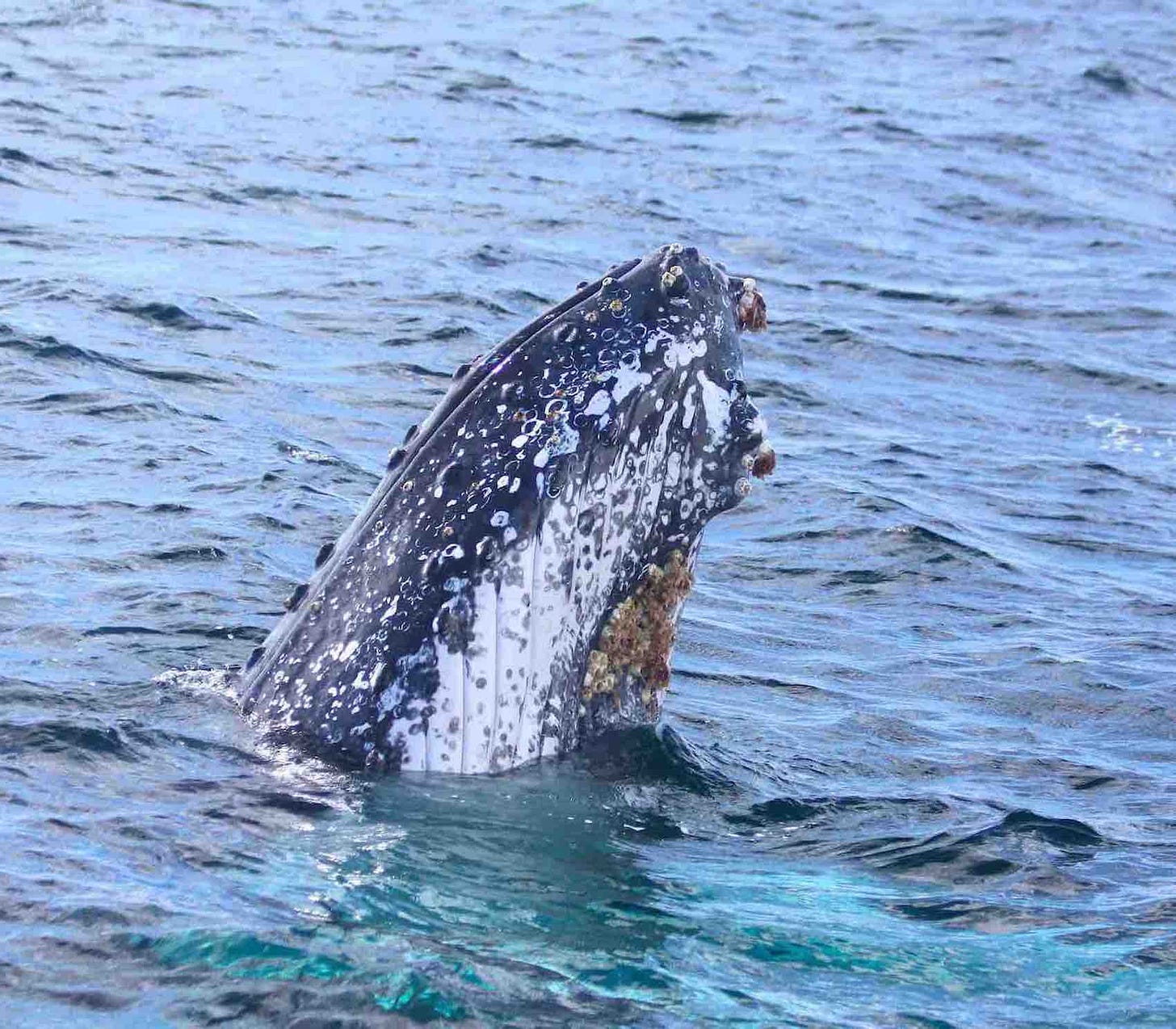 humpback whale