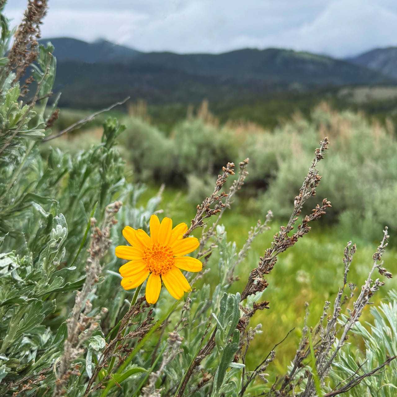 Things Wild and Pretty